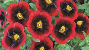 Calibrachoa Cabaret Special Red Velvet
